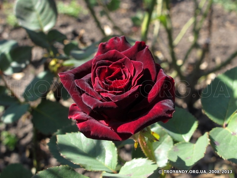 Black baccara